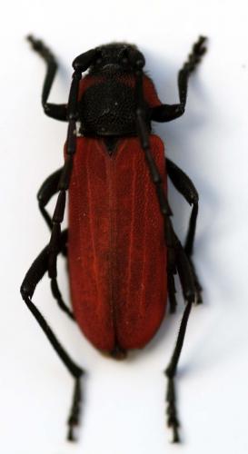 Réf. 60 545 : Purpuricenus kaehleri