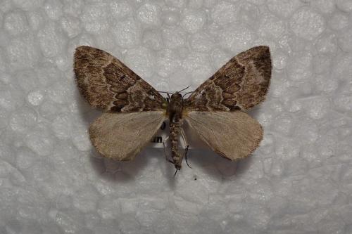 Thera britannica