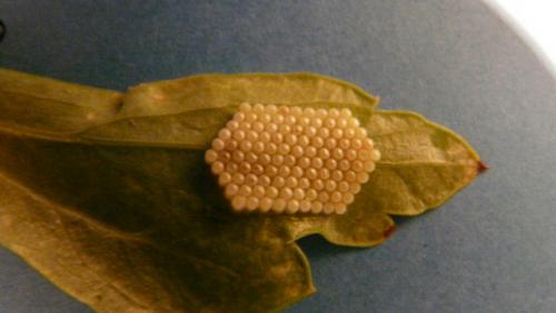 Palomena prasina