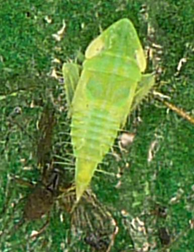 Fieberiella florii