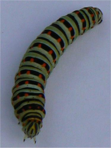 Papilio machaon