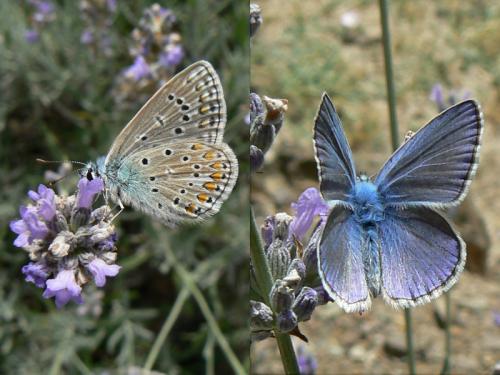 Réf. 60 208 : Polyommatus icarus