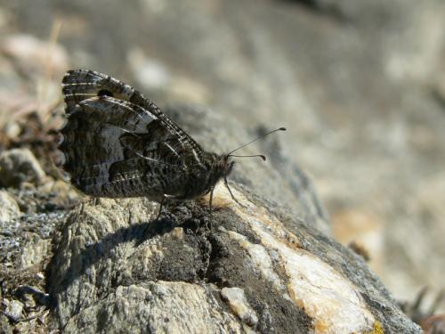 Réf. 60 242 : Hipparchia semele