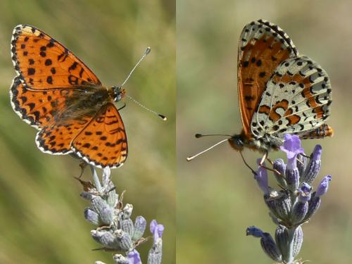 Melitaea didyma