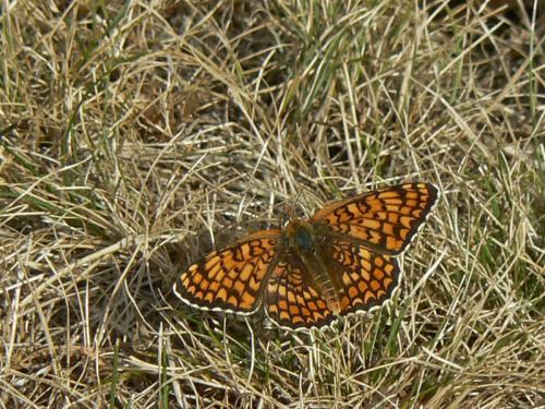 Réf. 60 677 : Melitaea phoebe