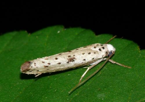Yponomeuta plumbella