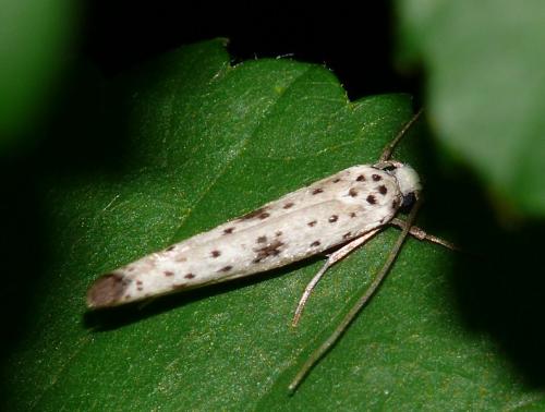 Yponomeuta plumbella
