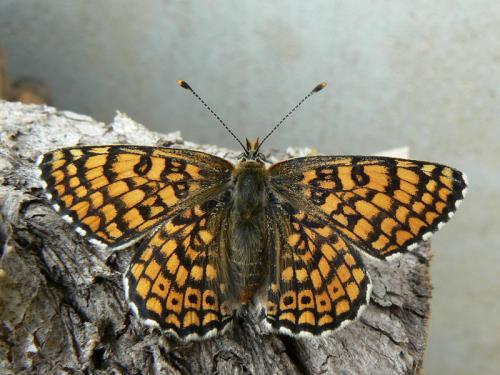 Réf. 60 676 : Melitaea cinxia