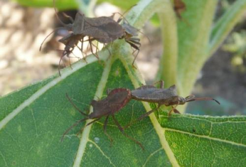 Coreus marginatus