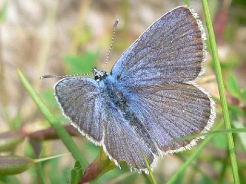Réf. 60 410 : Cyaniris semiargus