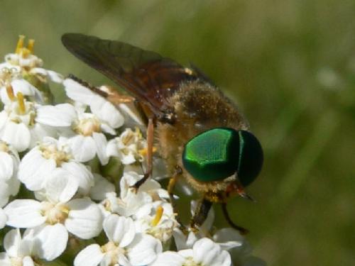 Philipomyia aprica
