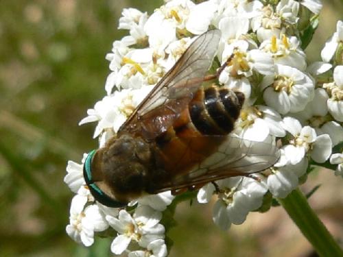 Philipomyia aprica