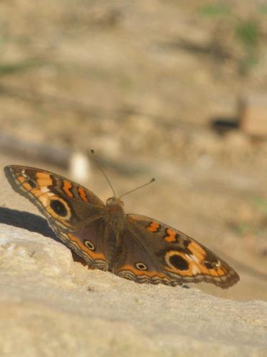 Réf. 60 371 : Junonia sp.