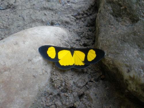 Cyllopoda sp.