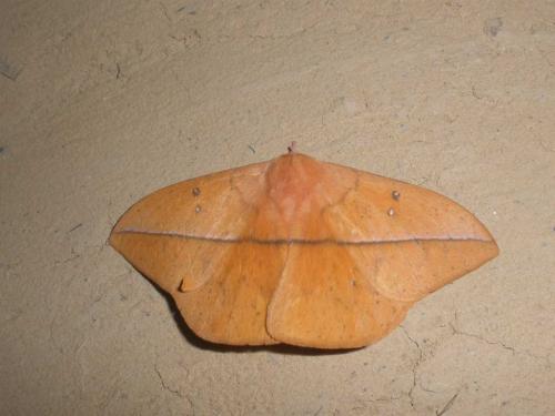 Lonomia sp.