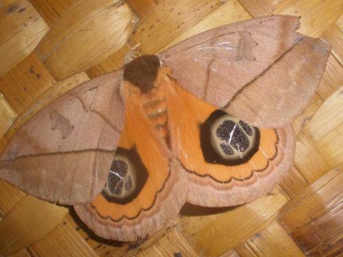 Automeris liberia