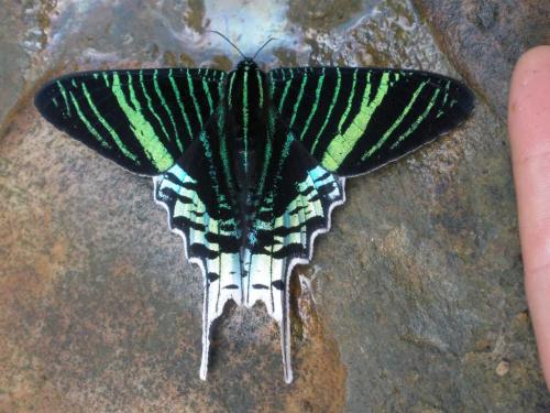 Urania leilus