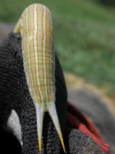 Réf. 60 513 : Opsiphanes tamarindi