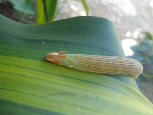 Réf. 60 541 : Opsiphanes tamarindi
