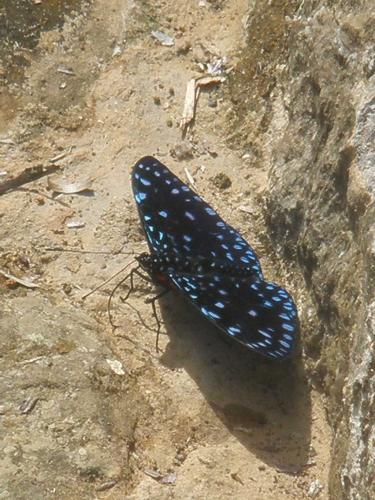 Hamadryas laodamia