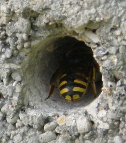 Anthidium sp.