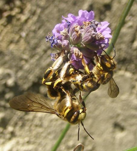 Anthidium florentinum