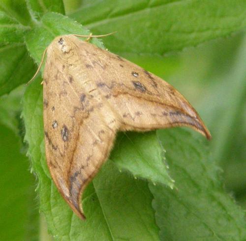 Drepana falcataria