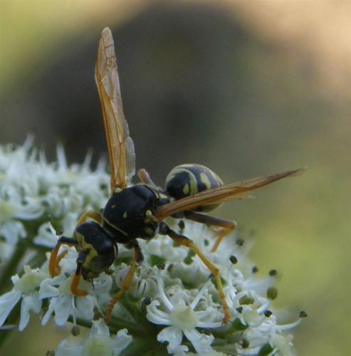 Polistes dominula