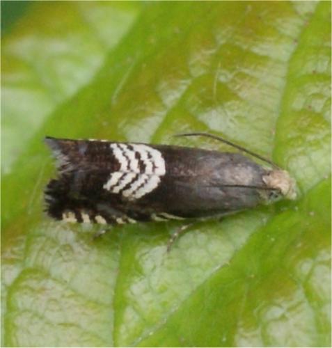 Réf. 60 457 : Grapholita compositella