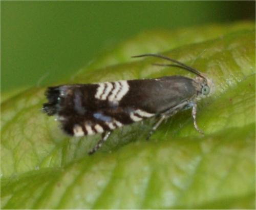 Réf. 60 462 : Grapholita compositella