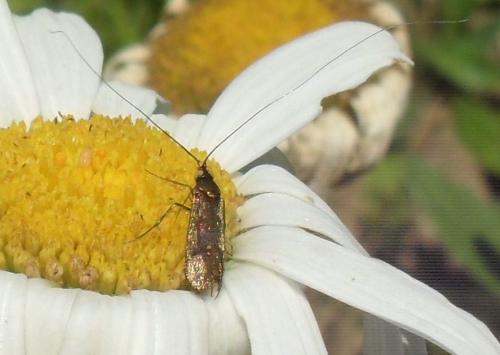 Réf. 60 838 : Nemophora pfeifferella