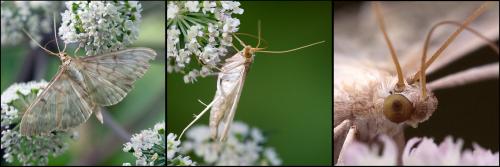 Réf. 60 971 : Pleuroptya ruralis