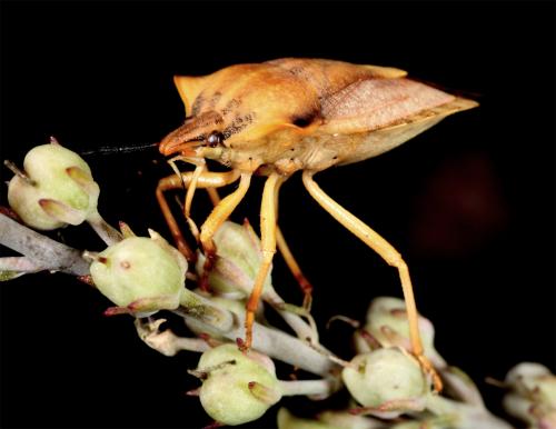 Carpocoris sp.