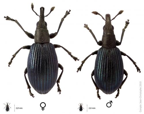 Perapion hydrolapathi