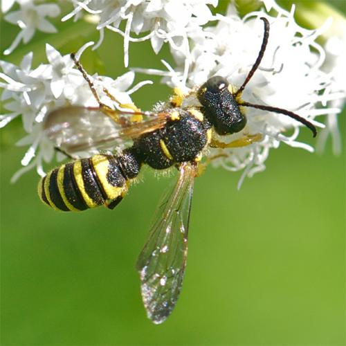 Cerceris arenaria