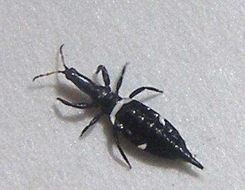 Compsothrips albosignatus