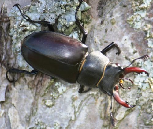 Lucanus cervus