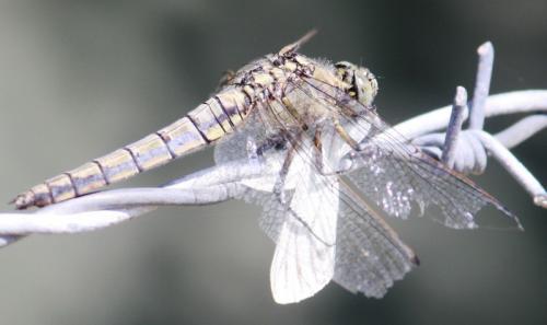 Orthetrum cancellatum