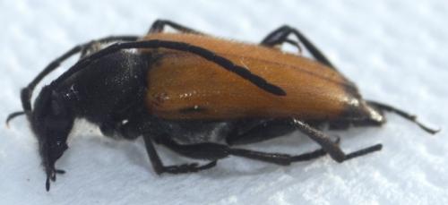 Stictoleptura fulva