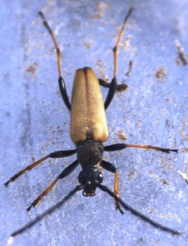 Stictoleptura rubra