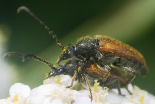 Réf. 60 058 : Pseudovadonia livida