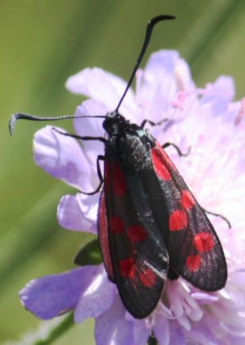 Zygaena filipendulae
