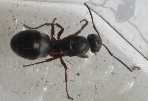 Réf. 60 156 : Formica cunicularia