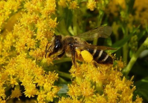 Andrena (flavipes-gravida)