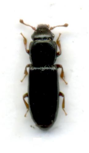 Rhizophagus picipes
