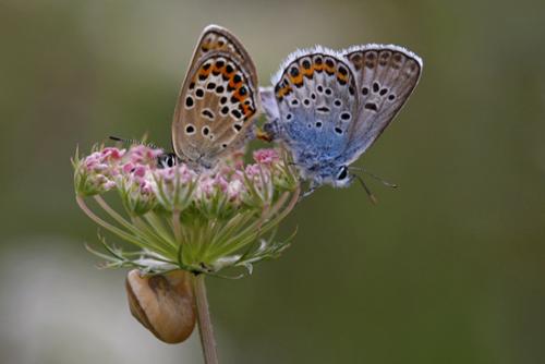 Réf. 60 752 : Plebejus argus