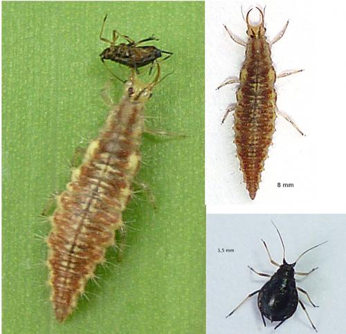 Réf. 60 629 : Chrysoperla sp.
