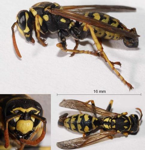 Polistes dominula