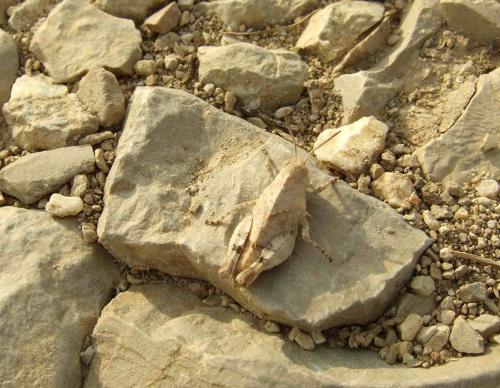 Réf. 60 051 : Oedipoda sp.