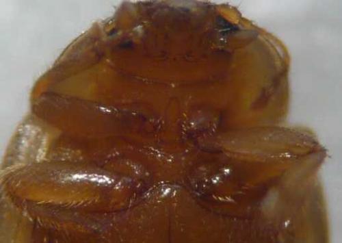 Rhyzobius chrysomeloides